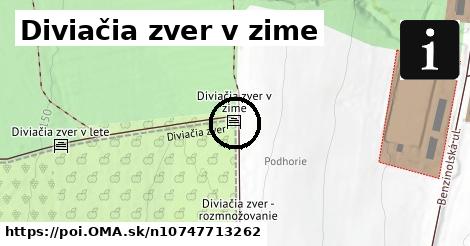 Diviačia zver v zime