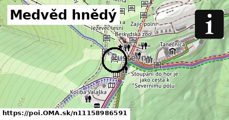 Medvěd hnědý