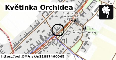 Květinka Orchidea