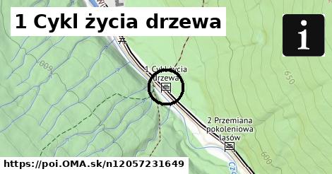 1 Cykl życia drzewa