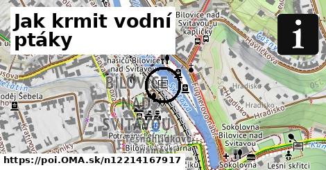 Jak krmit vodní ptáky