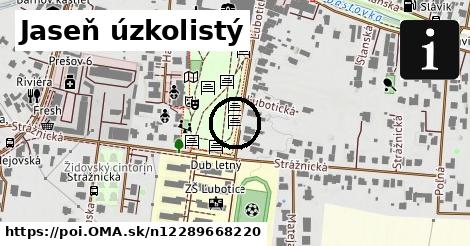 Jaseň úzkolistý