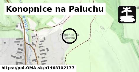 Konopnice na Paluchu