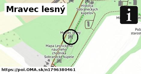 Mravec lesný