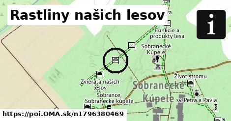 Rastliny našich lesov