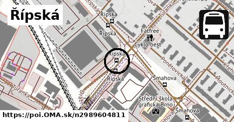 Řípská