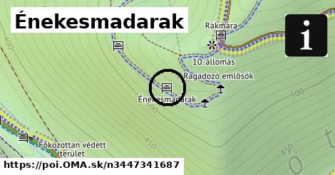 Énekesmadarak