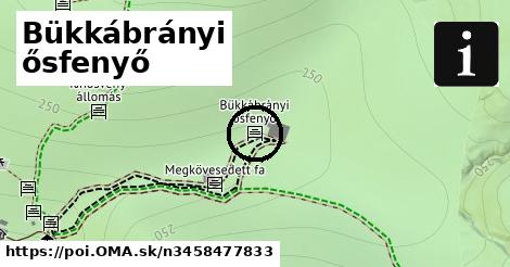 Bükkábrányi ősfenyő