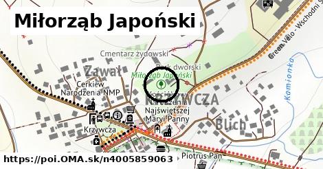 Miłorząb Japoński