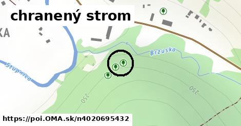 chranený strom