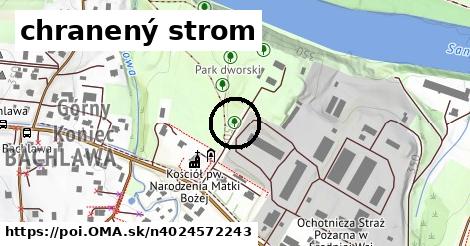 chranený strom