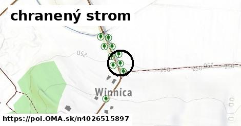 chranený strom