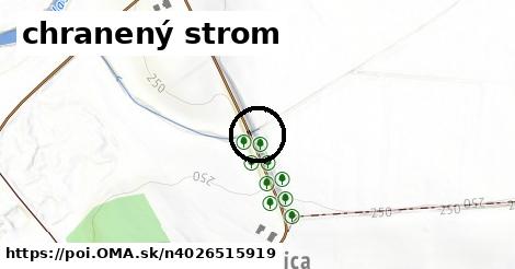 chranený strom