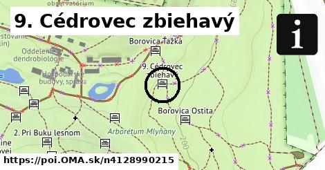 9. Cédrovec zbiehavý