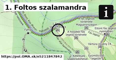 1. Foltos szalamandra