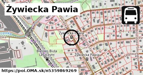 Żywiecka Pawia