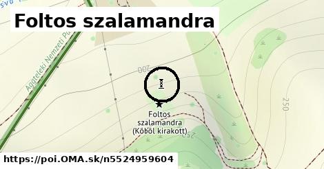 Foltos szalamandra