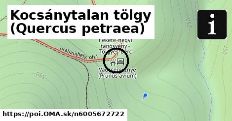 Kocsánytalan tölgy (Quercus petraea)