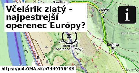 Včelárik zlatý - najpestrejší operenec Európy?