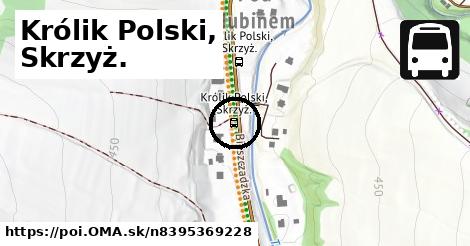 Królik Polski, Skrzyż.