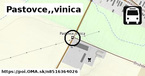 Pastovce,,vinica