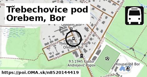 Třebechovice pod Orebem, Bor