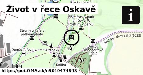 Život v řece Oskavě