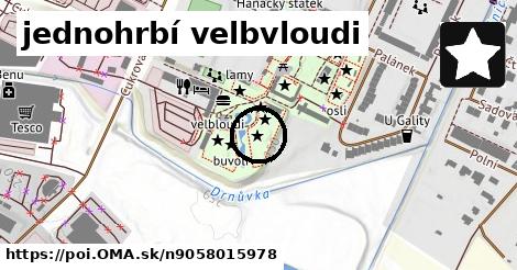 jednohrbí velbvloudi