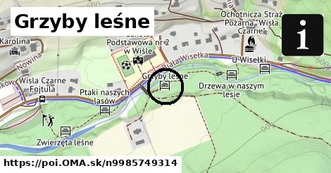 Grzyby leśne