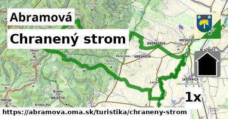 chranený strom v Abramová