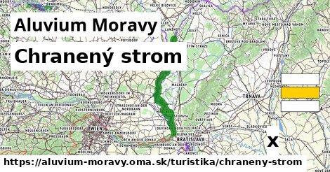 Chranený strom, Aluvium Moravy