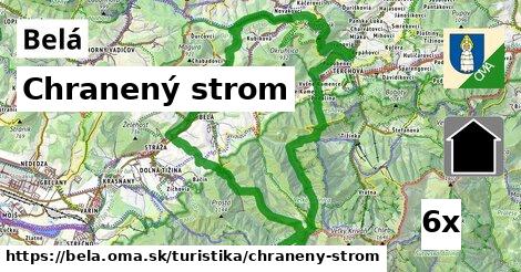 Chranený strom, Belá