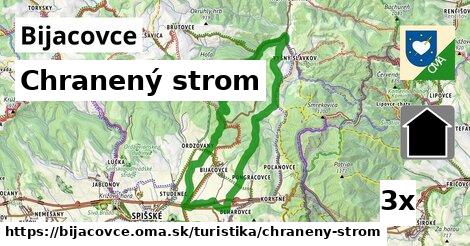 Chranený strom, Bijacovce