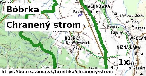 Chranený strom, Bóbrka