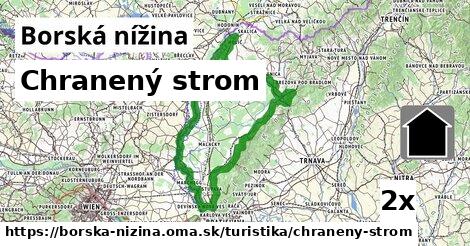 Chranený strom, Borská nížina