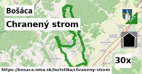 Chranený strom, Bošáca