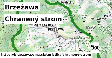 Chranený strom, Brzeżawa