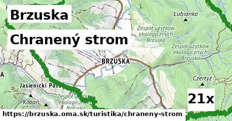 chranený strom v Brzuska