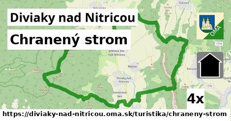 Chranený strom, Diviaky nad Nitricou