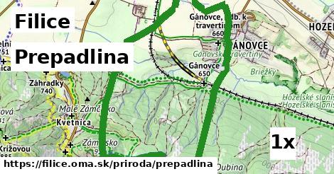 Prepadlina, Filice