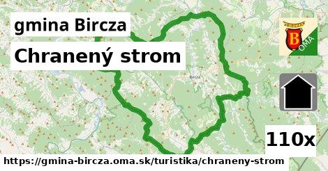 Chranený strom, gmina Bircza