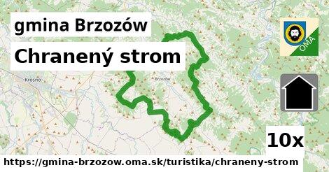 Chranený strom, gmina Brzozów