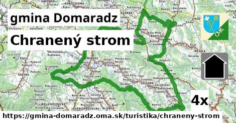 Chranený strom, gmina Domaradz