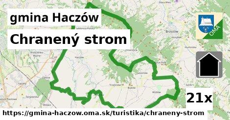 Chranený strom, gmina Haczów