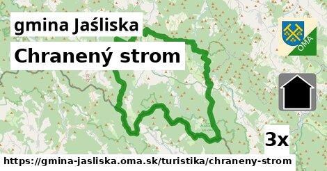 Chranený strom, gmina Jaśliska