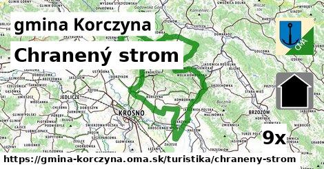 Chranený strom, gmina Korczyna