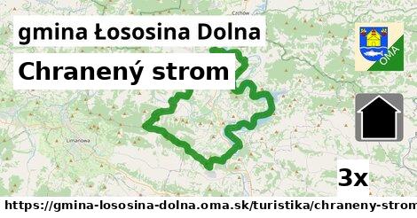 Chranený strom, gmina Łososina Dolna