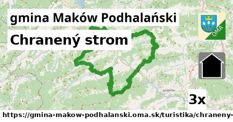 Chranený strom, gmina Maków Podhalański