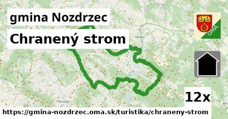 Chranený strom, gmina Nozdrzec