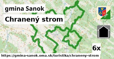 Chranený strom, gmina Sanok